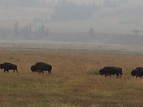 Buffalo at Yellowstone National Park, Wyoming