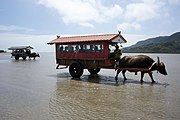 由布島と西表島を往来する水牛車