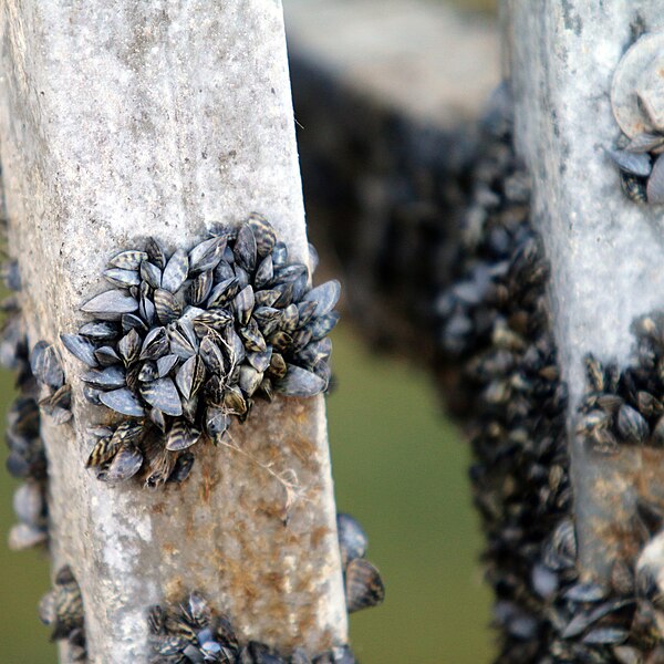 Invasive zebra mussels in Minnesota lake