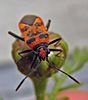 -{Corizus hyoscyami}-