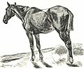 Vázlat (ló) (c. 1904)
