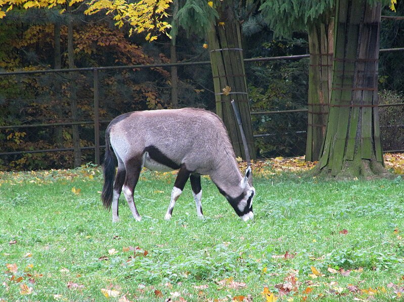 File:Zoo Olomouc, přímorožec jihoafrický.jpg