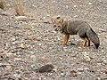 Le Renard gris d'Argentine ou renard de Patagonie (Lycalopex griseus) ne pèse guère plus de trois kilos.
