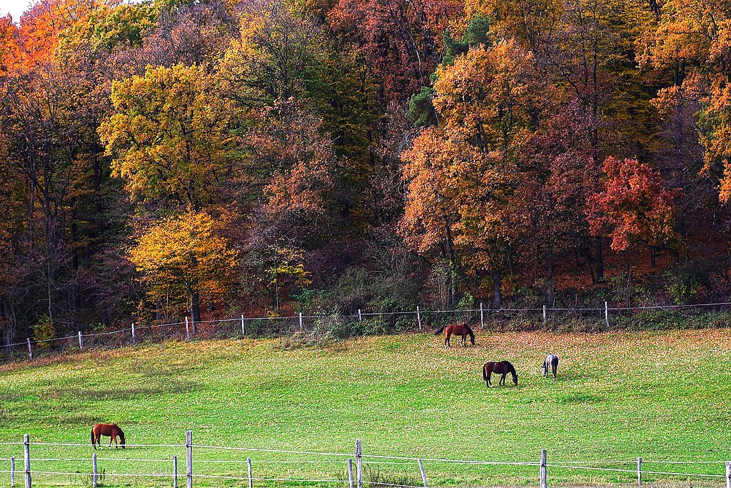 Zuchenberg, Grumsiner Forst (UNESCO-Weltnaturerbe in Brandenburg, Deutschland)