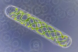 Spirogyra (ampliação de 40x)