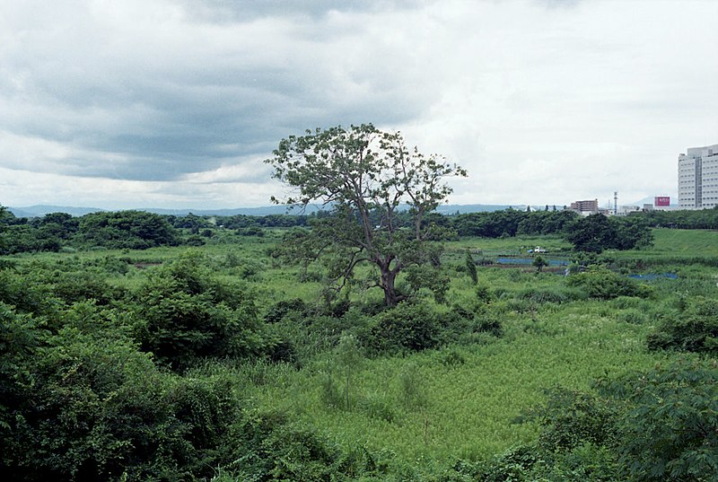 File:信濃川 - panoramio.jpg