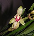 四季羅漢(四季富貴) Cymbidium ensifolium 'Wealth' -香港沙田國蘭展 Shatin Orchid Show, Hong Kong- (12185890883).jpg