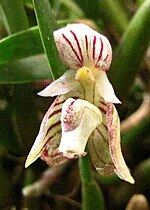 Thumbnail for Bulbophyllum ambrosia