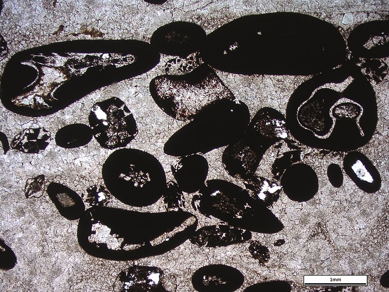 File:050607-1 hematite ooids 20x XPL.jpg