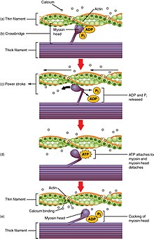 Contraction in more detail 1008 Skeletal Muscle Contraction.jpg