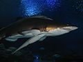 14 DEC 2007 Inside Aquaria KLCC Viewing Sharks Inside The Tunnel.jpg