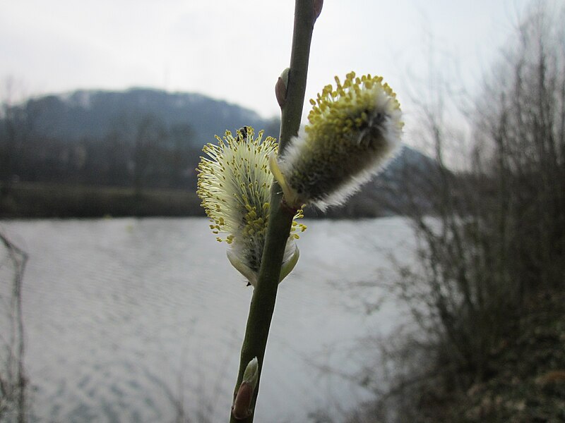 File:20130403Salix caprea1.jpg