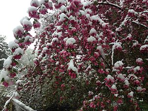 Crabapple ağacında kar, Lamoille, Nevada, Mayıs 2014