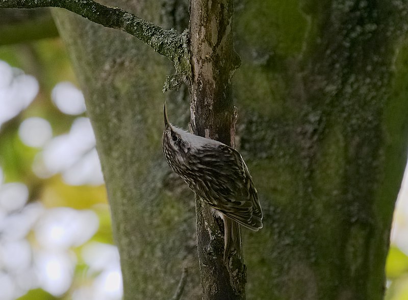 File:2016.09.28.-14-Vogelstangsee Mannheim--Gartenbaumlaeufer.jpg