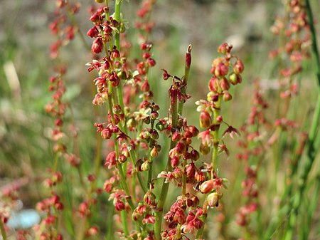 20160508Rumex acetosella.jpg