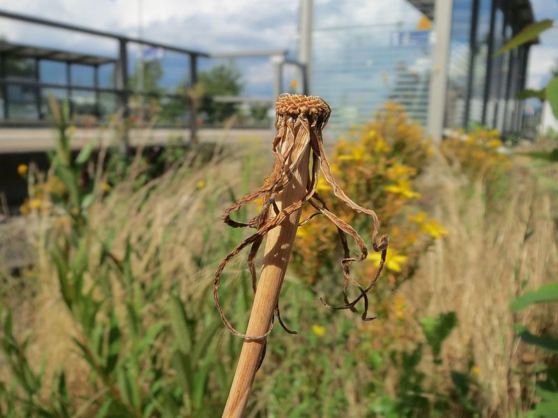 File:20160714Tragopogon dubius1.jpg