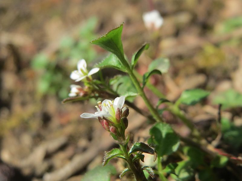 File:20170312Cardamine hirsuta5.jpg