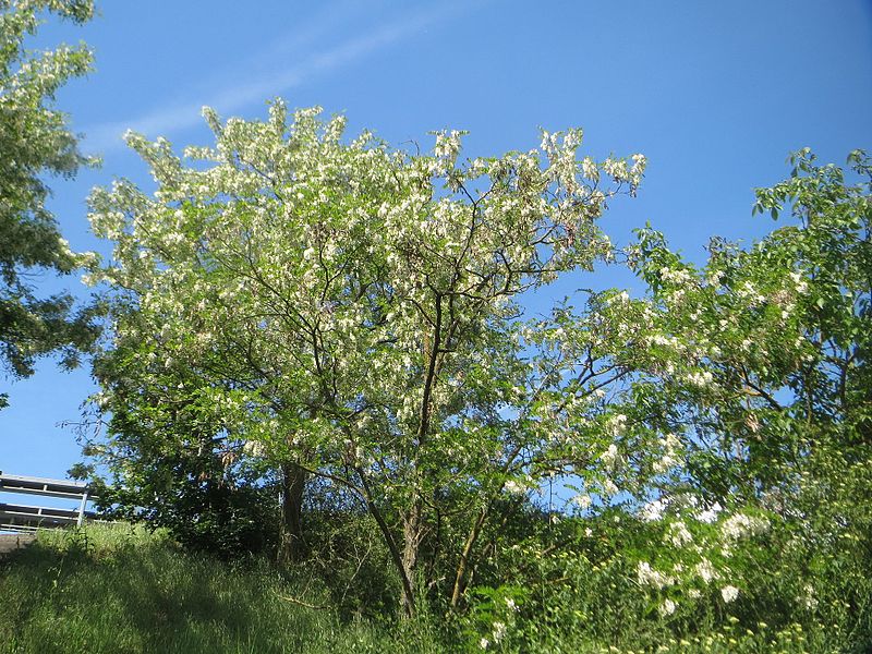 File:20170515Robinia pseudoacacia1.jpg