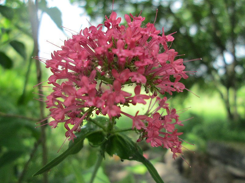 File:20190603Centranthus ruber1.jpg