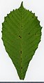 * Nomination Aesculus. Leaf adaxial side. --Knopik-som 23:43, 25 September 2021 (UTC) * Promotion  Support Good quality. --Steindy 00:07, 26 September 2021 (UTC)