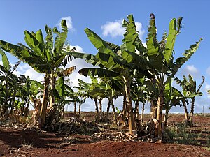 2021-10-06 16 22 51 Banana trees at the Dole Plantation in Oahu, Hawaii.jpg