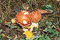 * Nomination A Fly Agaric in Hamm --FlocciNivis 17:11, 29 October 2022 (UTC) * Promotion  Support Good quality. --AnonymousGuyFawkes 17:16, 29 October 2022 (UTC)