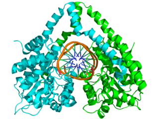 <i>Hin</i>dIII Enzyme