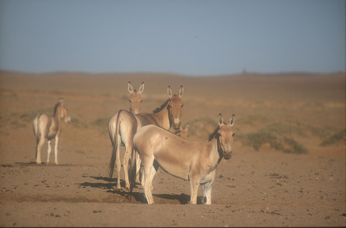 Mongolian wild ass