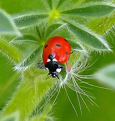 Ladybird.