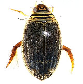 <i>Acilius semisulcatus</i> Species of beetle