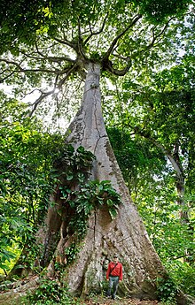 AMAZONAS ARBÓL.jpg