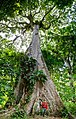 Árbol en el Amazonas.