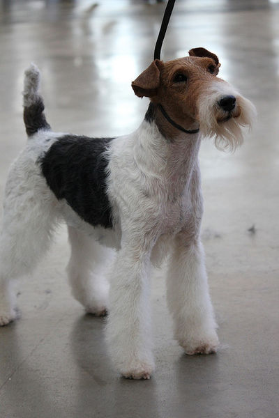 File:A Fox Terrier.jpg