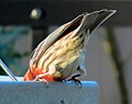 Thumbnail for File:A House Finch feeding in Ed and Betsy Cancienne's yard in Baton Rouge, March 2023.jpg