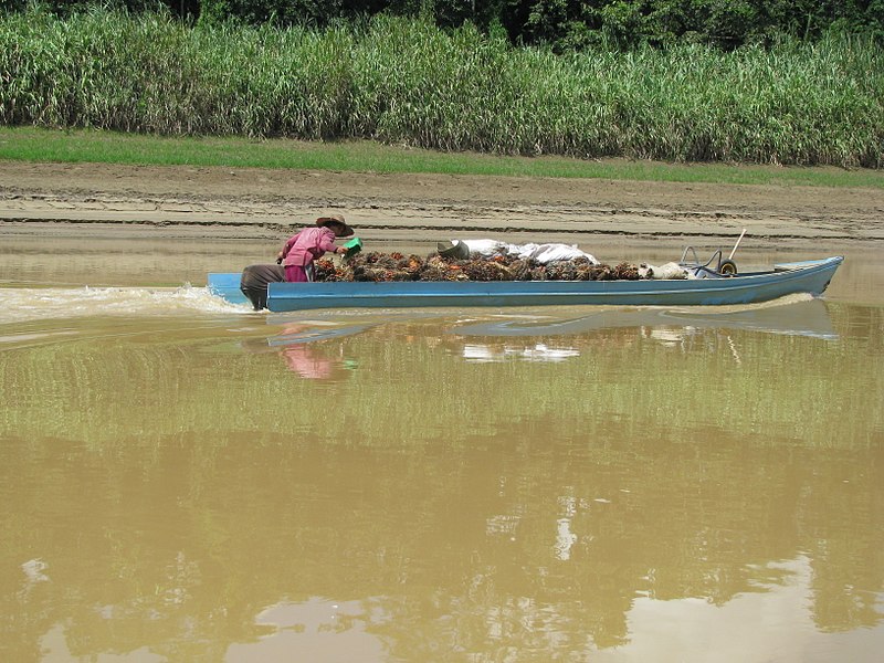 File:A boat hauling palm oil fruit for crushing (11464894594).jpg