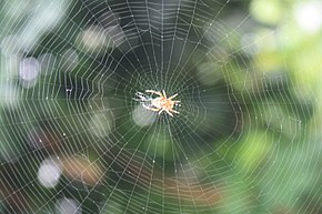 It has been argued that Uttu was envisioned as a spider spinning a web, but the evidence in favor of this view is limited. A classic circular form spider's web.jpg