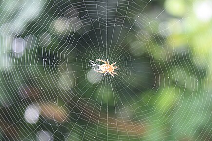 It has been argued that Uttu was envisioned as a spider spinning a web, but the evidence in favor of this view is limited. A classic circular form spider's web.jpg