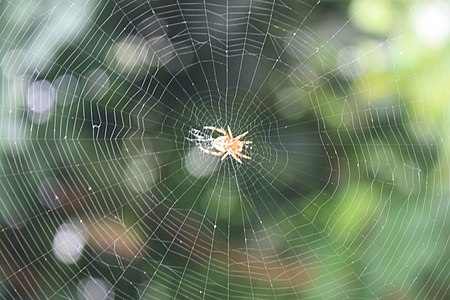 A spider in its web