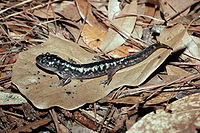 Ambystoma