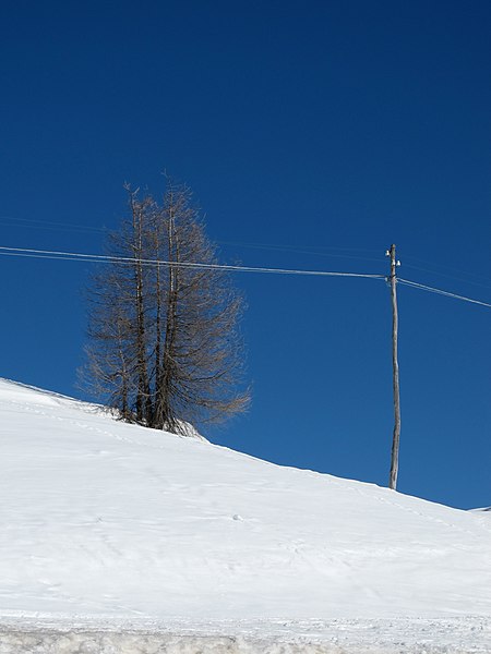 File:A tree contemplates its destiny - Passo Valles (TN) Italy - March 6, 2011 - panoramio.jpg