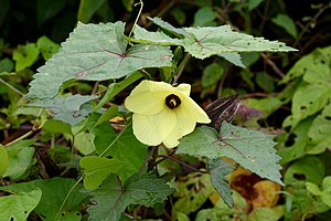 Abelmoschus moschatus (Malvaceae) (29680066960).jpg