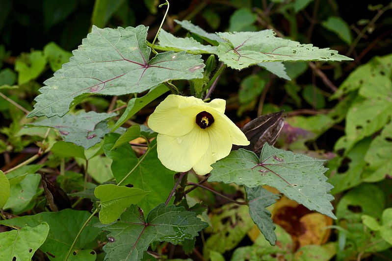 File:Abelmoschus moschatus (Malvaceae) (29680066960).jpg