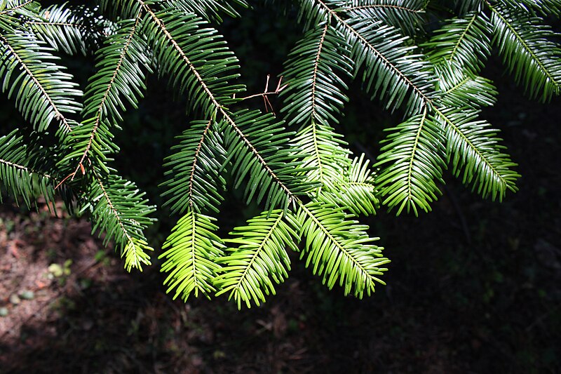 File:Abies grandis foliage.JPG