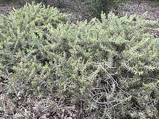 <i>Acacia lanuginophylla</i> Species of legume