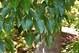 <i>Acer sikkimense</i> Species of maple