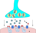 ACh [1] is released into the synapse [2] but cannot bind to ACh receptors on the muscle fiber due to antibodies [3] on the receptors blocking entry of ACh. Without triggering of the muscle fiber [4], resulting in muscle weakness and ACh deficiencies.