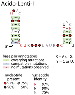 Acido-Lenti-1 RNA motif