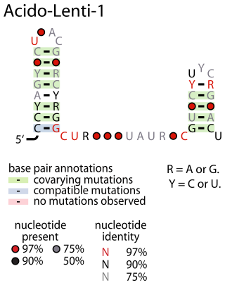 <span class="mw-page-title-main">Acido-Lenti-1 RNA motif</span>