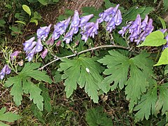 花は1花序に5-15個つき、上部から下部に向かって開花する。