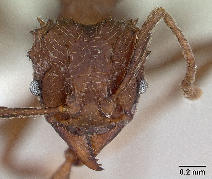 File:Acromyrmex crassispinus casent0173793 head 1.jpg